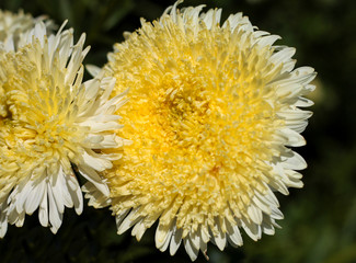 beautiful flowers in nature in the botanical garden