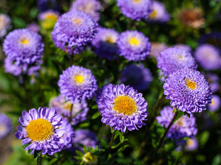 Fototapeta premium beautiful flowers in nature in the botanical garden