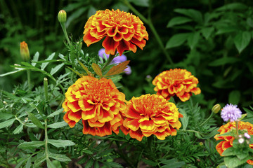 Marigolds in the garden