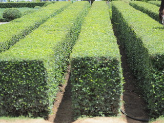 plants in greenhouse