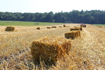 Straw bales on the field, bales of cubic rectangular bales after harvesting wheat, rye, barley against cloudy sky, agricultural agronomy concept