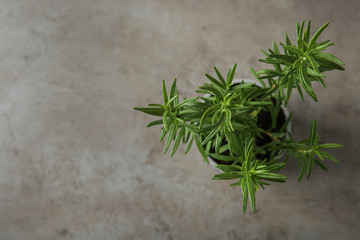 Pot with green rosemary bush on grey background, top view. Space for text