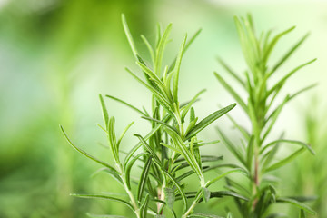 Twigs of fresh rosemary on blurred background, closeup