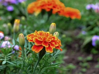 Marigolds in the garden