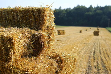 Straw bales on the field, bales of cubic rectangular bales after harvesting wheat, rye, barley against cloudy sky, agricultural agronomy concept