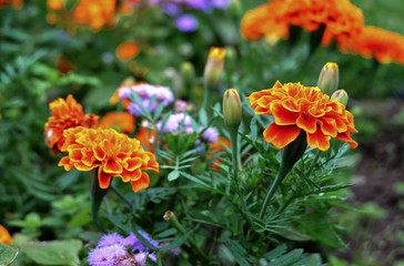 Marigolds in the garden