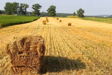 Straw bales on the field, bales of cubic rectangular bales after harvesting wheat, rye, barley...