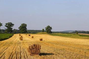 Fototapeta premium Straw bales on the field, bales of cubic rectangular bales after harvesting wheat, rye, barley against cloudy sky, agricultural agronomy concept