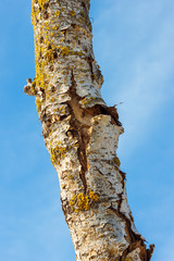 The thin trunk of tree with cracked bark with the blue sky at the background