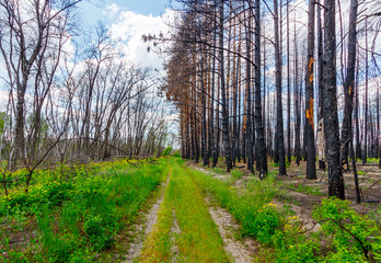 The ground road on the edge of the dead pine forest after last year wildfire