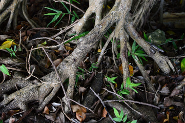 南国沖縄のガジュマルの根
