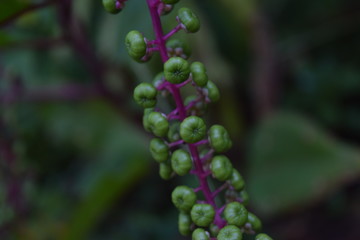 Green And Purple Plant