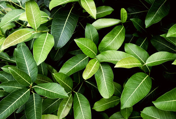 Green leaves pattern background, Natural background and wallpaper