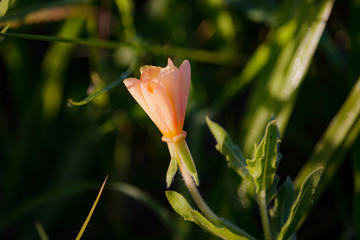 early morning flower getting sun