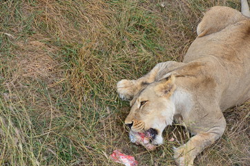 lion and lioness