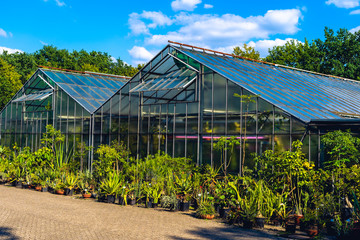 Fototapeta premium Blurred flowers cultivation in a green house. Production flowers. Plants crop in greenhouse.