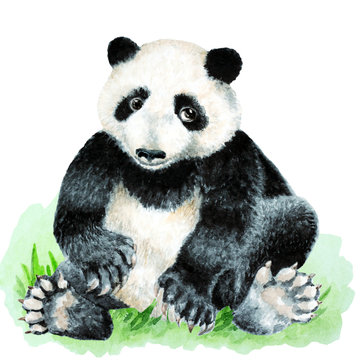 Panda cub sitting on grass on a white background, hand drawn watercolor.