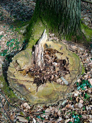 Wurzelfuß
