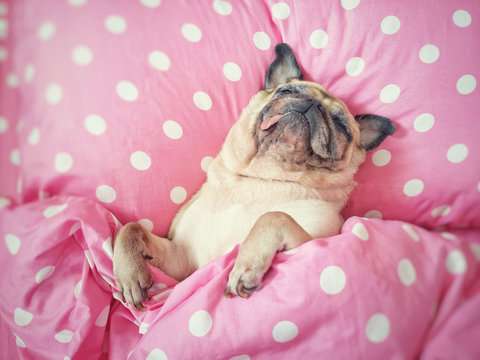 Cute pug dog sleep rest in the bed, wrap with blanket and tongue sticking out in lazy time