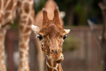 Portrait of a eating giraffe, close up