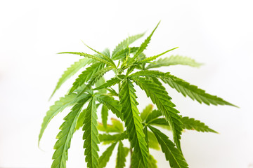 The Cannabis plant, Ganja