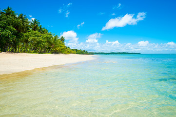 Fototapeta na wymiar Palm trees swaying along an empty tropical Brazilian island beach on a remote island in Bahia Brazil