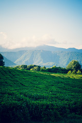 Fototapeta premium view of mountains tea plantations