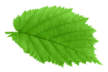 Naklejka na ściany i meble hazelnut leaf, isolated on white background, clipping path, full depth of field