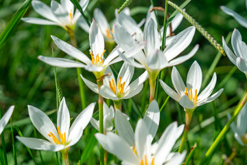 White rain lily flower, summer flower Zephyranthese candida in the garden