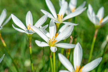White rain lily flower, summer flower Zephyranthese candida in the garden