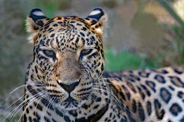 Portrait de panthère © natgi