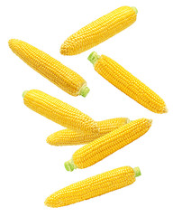 Falling corn ear, isolated on white background, clipping path, full depth of field