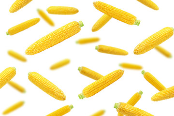 Falling corn ear, isolated on white background, selective focus