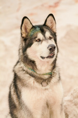 grey dog alaskan malamute in the hot sand desert alone
