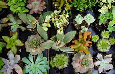 Small pots planted with a green succulent plant © eqroy