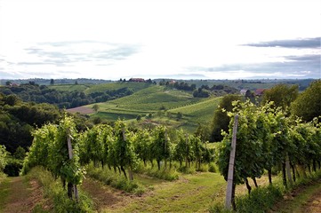 Fototapeta na wymiar Romantc vineyard landscape