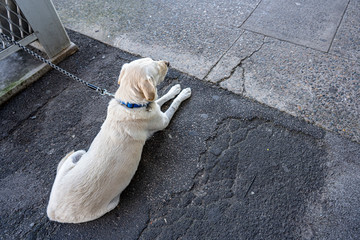 doggy with dog leash keep waiting for owner outside shop 