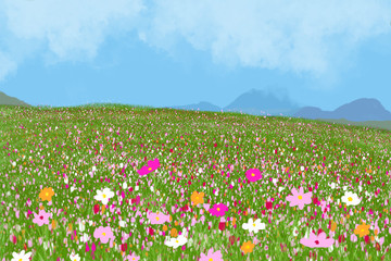Beautiful cosmos flower in field with blue sky.