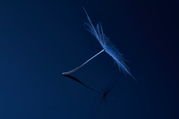 Dandelion seed - macro photo