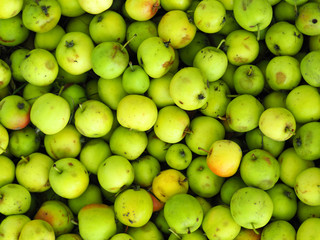 Green apples background, wild apples close-up