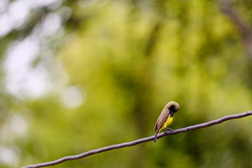 Asian Golden Weaver on electric wire with blur leaves background,Male Ploceus hypoxanthus