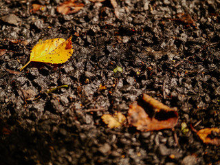 Fallen yellow leafs on the ground.