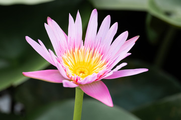 beautiful water lily bloom in pond