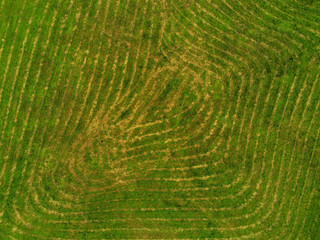 Cut grass pattern in a field. Aerial top view.