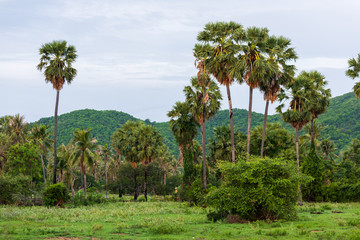 perfect blue sky  palm trees