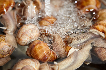 Obraz na płótnie Canvas Many live garden snails under running water closeup. Washing snails before cooking