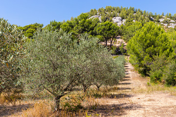 olive groves on the Sainte Victoire mountain range