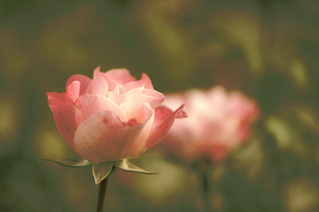 Zwei Rosen in Pink