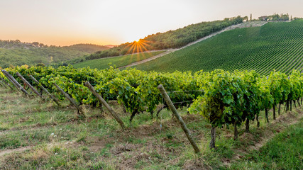 Fototapeta na wymiar The sun sets over the famous vineyards for the production of classic Chianti wine between the provinces of Siena and Florence, Tuscany, Italy