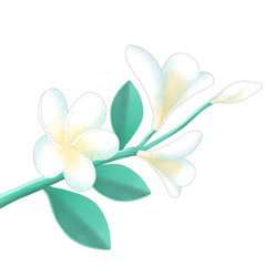 White flower branch